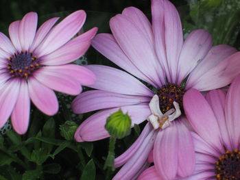 Close-up of pink flower