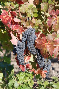 Close-up of grapes growing on tree during autumn