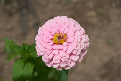 Common zinnia