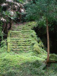 Trees growing in forest