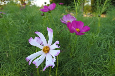 Close-up of pink flowering plants on field