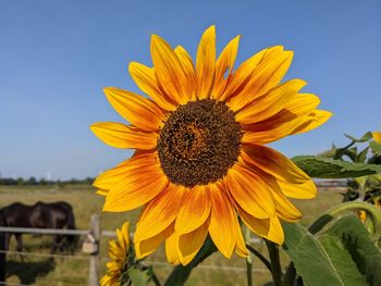 sunflower