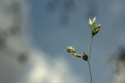 Close-up of flowering plant against sky