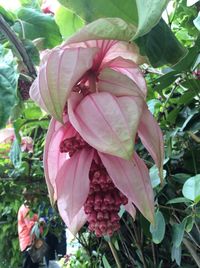 Close-up of pink flower