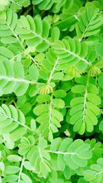 Close-up of fresh green plants