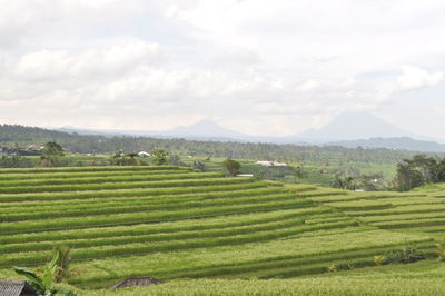 Scenic view of agricultural field against sky