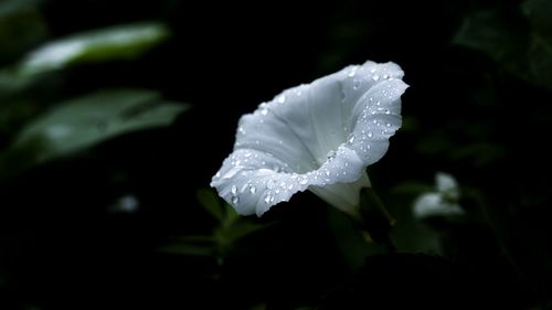 Close-up of white flower