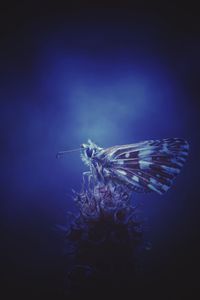 Close-up of insect against blue background