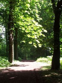 Road passing through forest