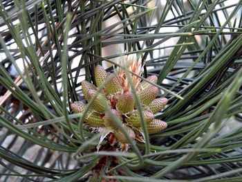 Close-up of lizard on plant