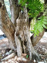 View of bird on tree trunk