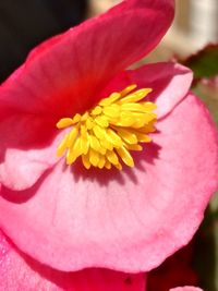 Close-up of pink flower blooming