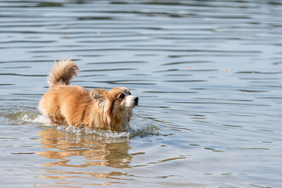 Welsh corgi pembroke fluffy dog playing in the water on the beach