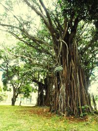 Trees growing in park