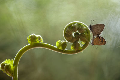 Butterflies mating in art place