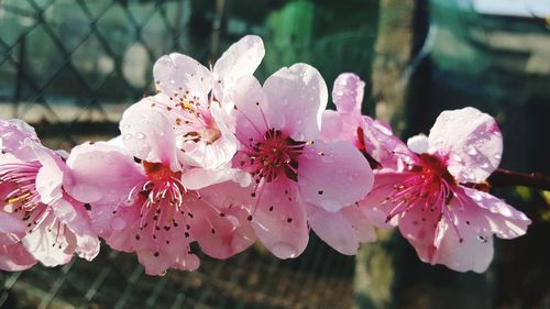 Close-up of pink flowers