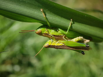 Close-up of insect on leaf