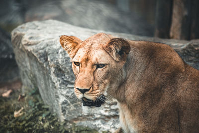 Portrait of a cat in zoo