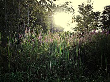 Plants growing on field