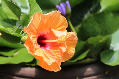Close-up of orange rose flower