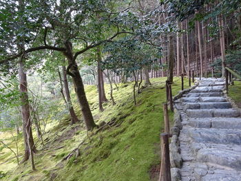 Trees on landscape