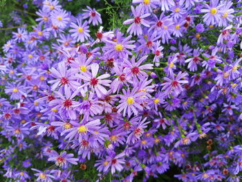 High angle view of purple flowering plants