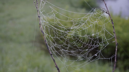 Close-up of wet spider web