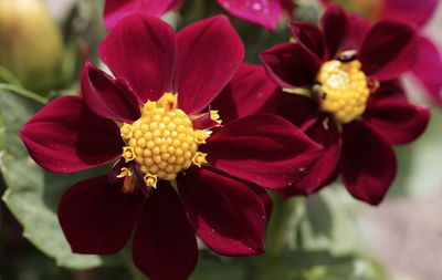 Close-up of red flowering plant