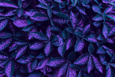 Dark leaves background, blue purple toned