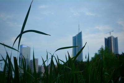 Plants on field against cloudy sky