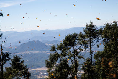 Flock of birds flying in the sky