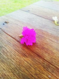 Close-up of pink flowers