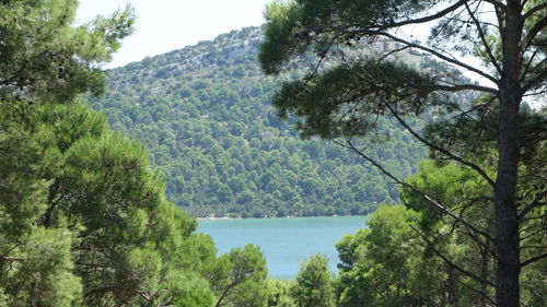 Scenic view of river with trees in background