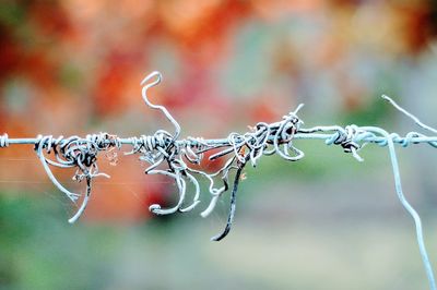 Close-up of wet barbed wire fence