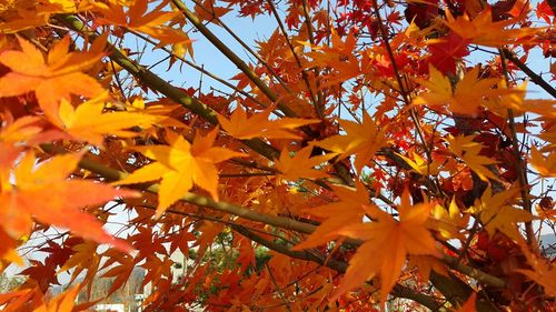 Low angle view of autumn leaves