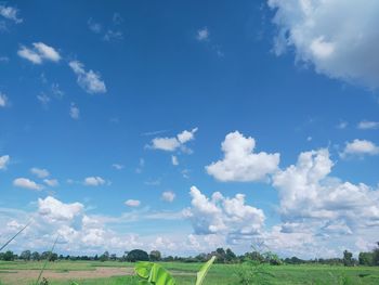 Scenic view of field against sky