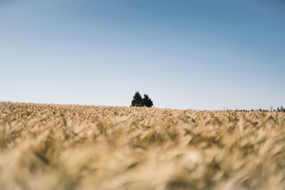 Hay bales on field against clear sky