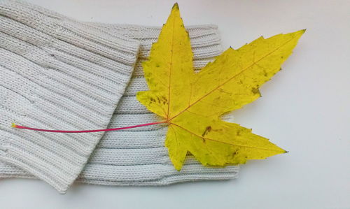 High angle view of yellow leaf on white table