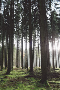 Trees in forest against sky