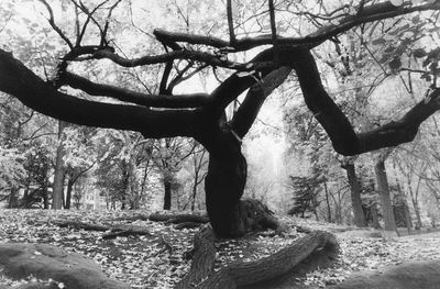 Bare trees in forest