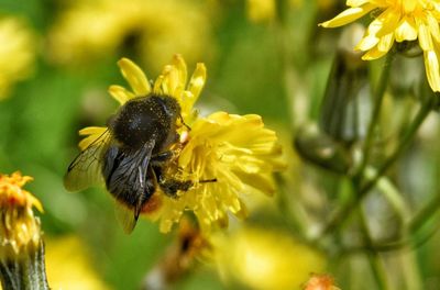 Close-up of bee on yellow flower