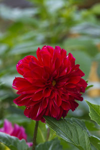 Close-up of red dahlia