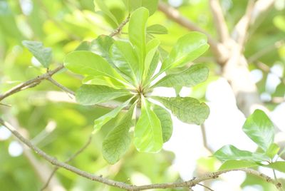 Close-up of green leaves