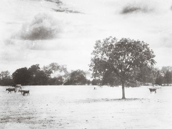 Sheep grazing on field