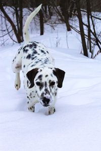 View of dog on snow covered field