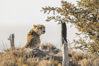 Cheetah relaxing on land