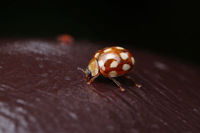 Close-up of ladybug on wood