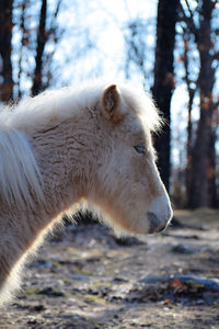 White horse in a forest