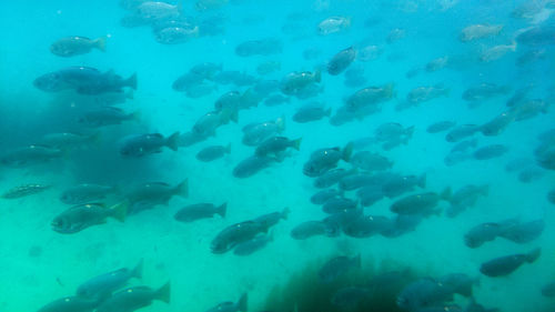 School of fish swimming in sea