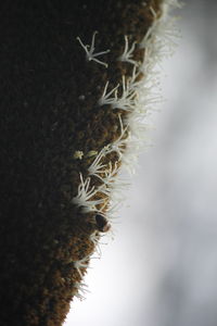 Close-up of spiked plant against sky